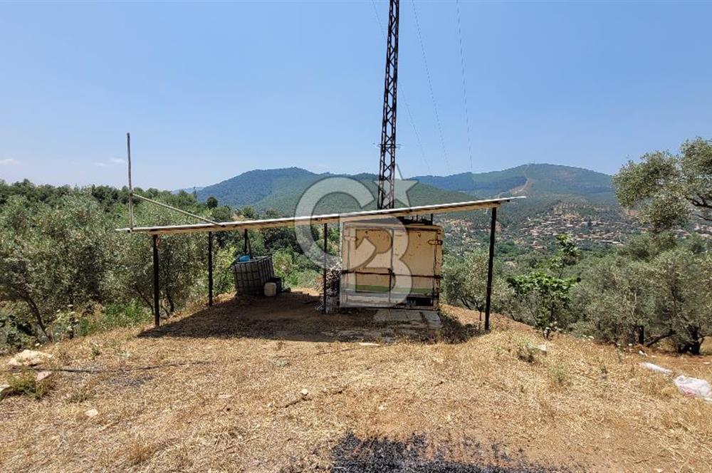 ÖDEMİŞ'TE ZEYTİNLİK FIRSATI 