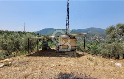 ÖDEMİŞ'TE ZEYTİNLİK FIRSATI 