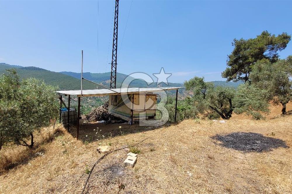 ÖDEMİŞ'TE ZEYTİNLİK FIRSATI 