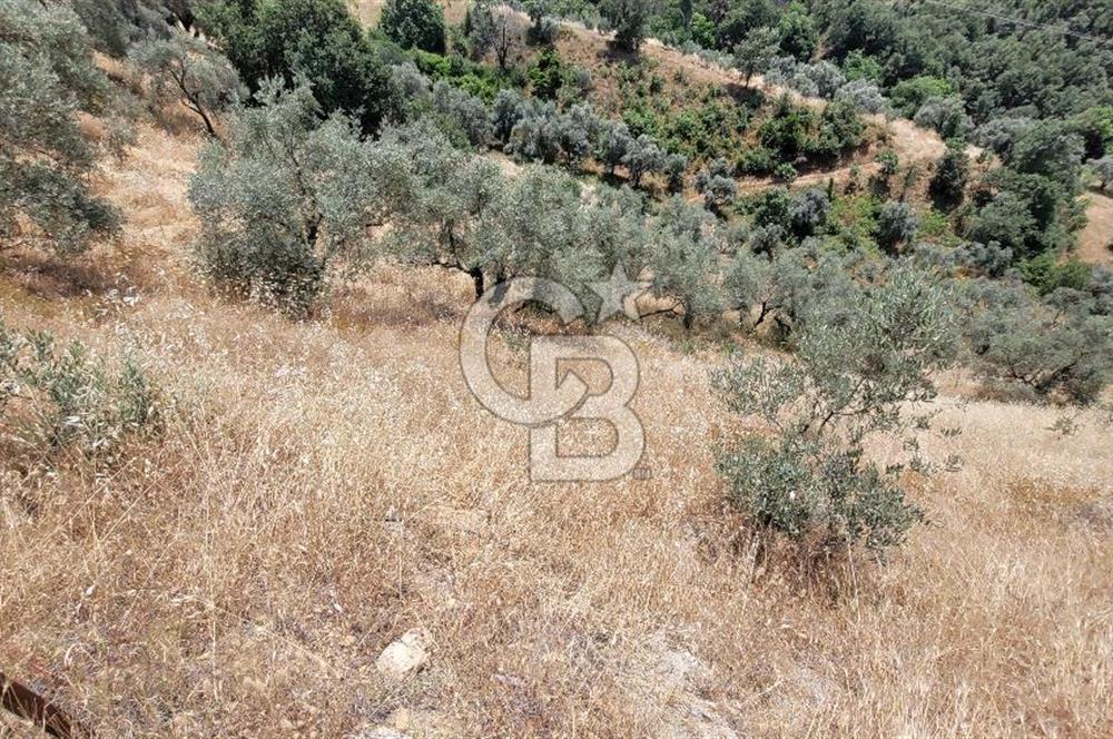 ÖDEMİŞ'TE ZEYTİNLİK FIRSATI 