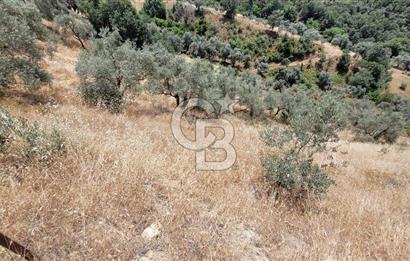 ÖDEMİŞ'TE ZEYTİNLİK FIRSATI 