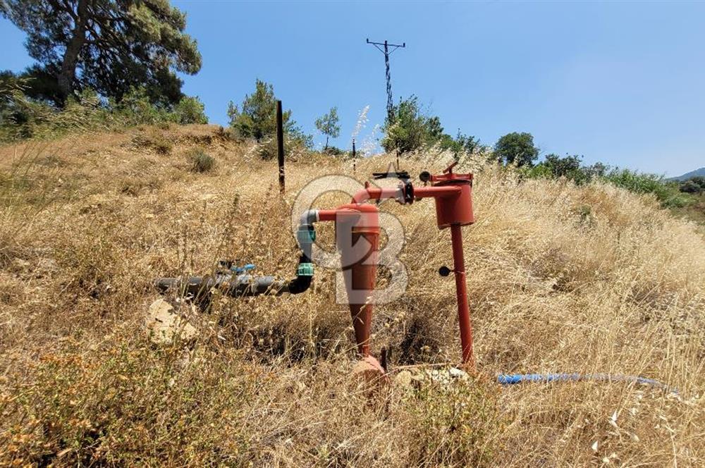 ÖDEMİŞ'TE ZEYTİNLİK FIRSATI 