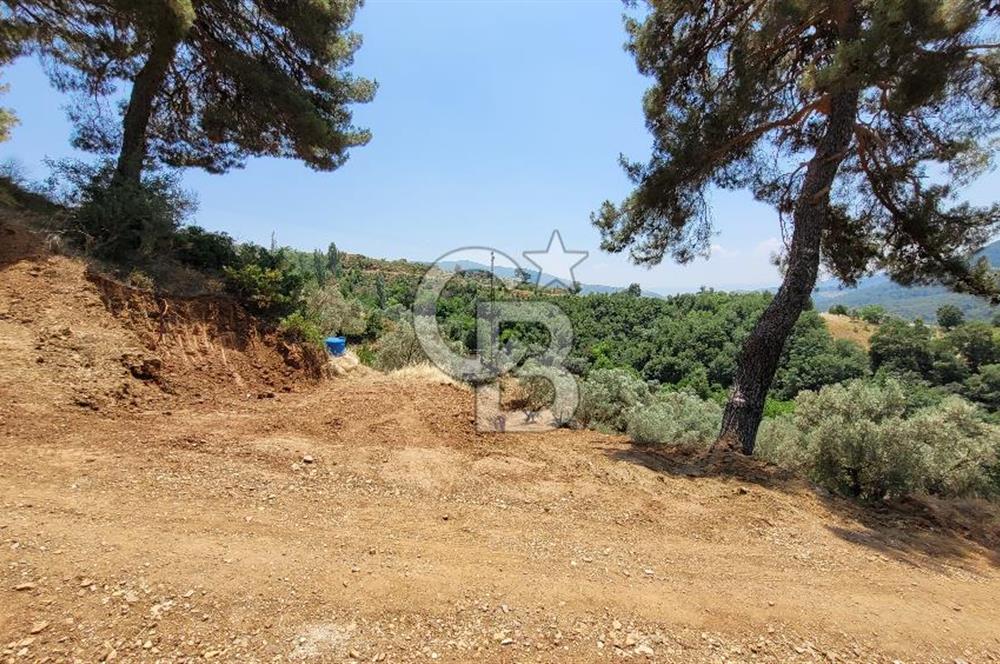 ÖDEMİŞ'TE ZEYTİNLİK FIRSATI 