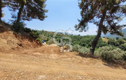 ÖDEMİŞ'TE ZEYTİNLİK FIRSATI 