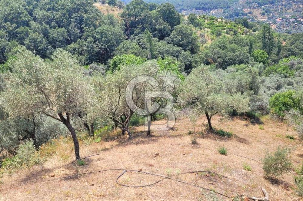 ÖDEMİŞ'TE ZEYTİNLİK FIRSATI 