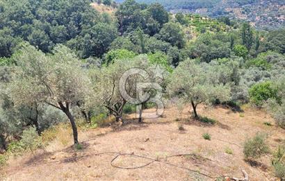 ÖDEMİŞ'TE ZEYTİNLİK FIRSATI 
