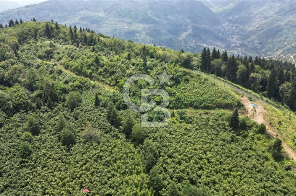 TRABZON ORTAHİSAR KAMIŞLI'DA SATILIK 2 PARSEL