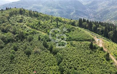 TRABZON ORTAHİSAR KAMIŞLI'DA SATILIK 2 PARSEL