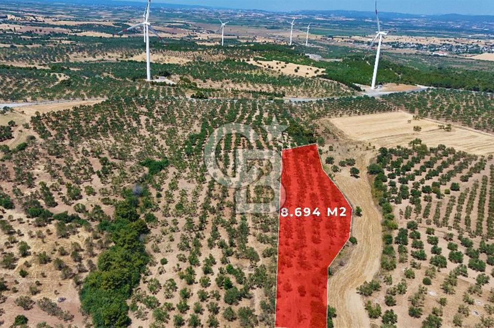 Çanakkale Ezine Üvecik Köyünde 8.694 M2 Tarla !