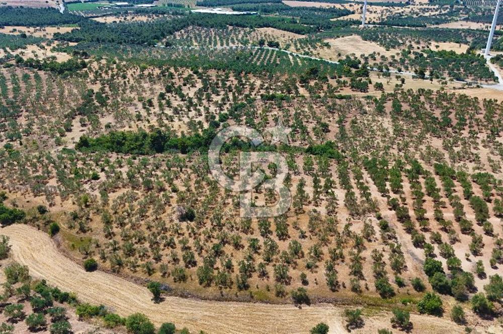 Çanakkale Ezine Üvecik Köyünde 8.694 M2 Tarla !