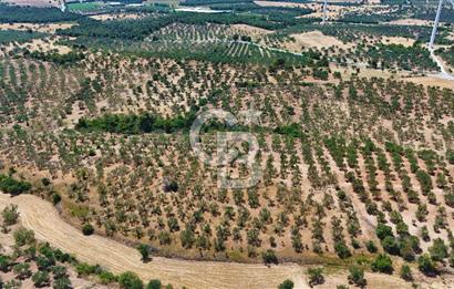 Çanakkale Ezine Üvecik Köyünde 8.694 M2 Tarla !
