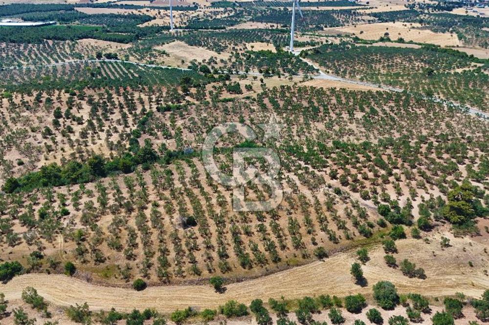 Çanakkale Ezine Üvecik Köyünde 8.694 M2 Tarla !