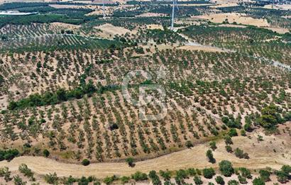 Çanakkale Ezine Üvecik Köyünde 8.694 M2 Tarla !