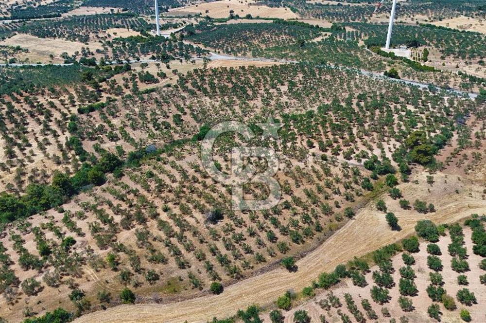 Çanakkale Ezine Üvecik Köyünde 8.694 M2 Tarla !