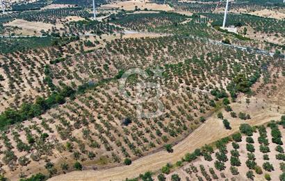 Çanakkale Ezine Üvecik Köyünde 8.694 M2 Tarla !