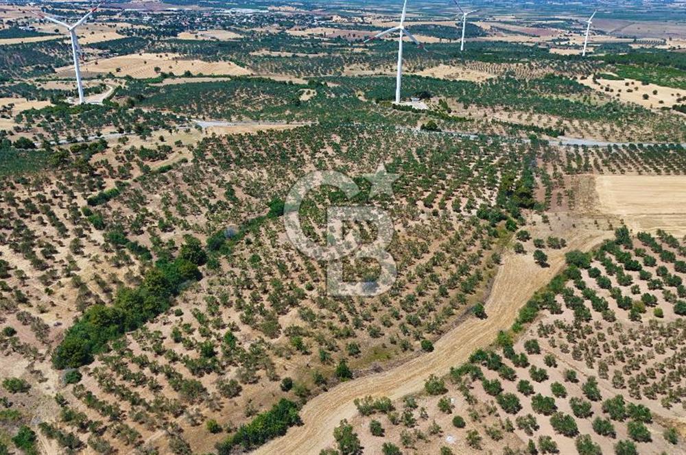 Çanakkale Ezine Üvecik Köyünde 8.694 M2 Tarla !