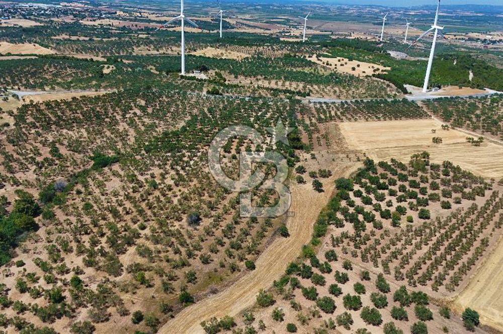 Çanakkale Ezine Üvecik Köyünde 8.694 M2 Tarla !