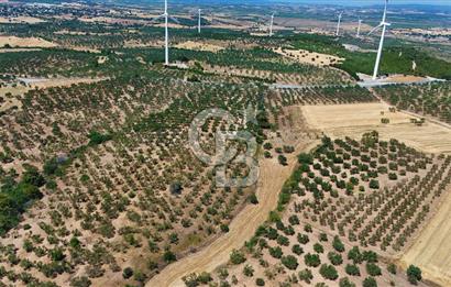 Çanakkale Ezine Üvecik Köyünde 8.694 M2 Tarla !