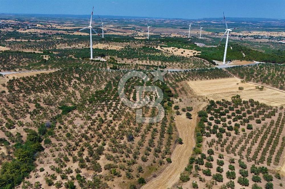 Çanakkale Ezine Üvecik Köyünde 8.694 M2 Tarla !