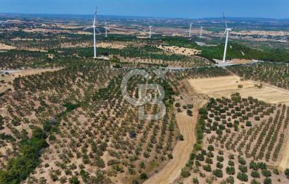 Çanakkale Ezine Üvecik Köyünde 8.694 M2 Tarla !