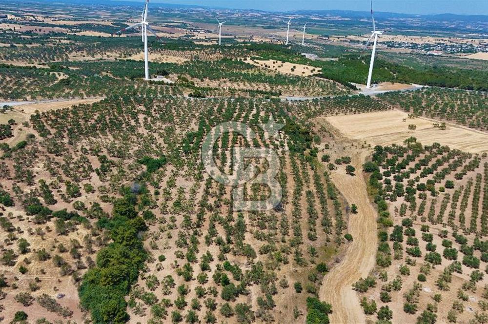 Çanakkale Ezine Üvecik Köyünde 8.694 M2 Tarla !