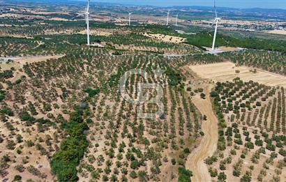 Çanakkale Ezine Üvecik Köyünde 8.694 M2 Tarla !
