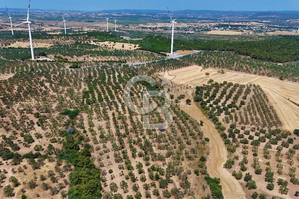 Çanakkale Ezine Üvecik Köyünde 8.694 M2 Tarla !