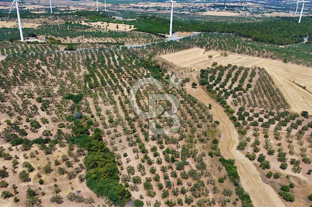 Çanakkale Ezine Üvecik Köyünde 8.694 M2 Tarla !