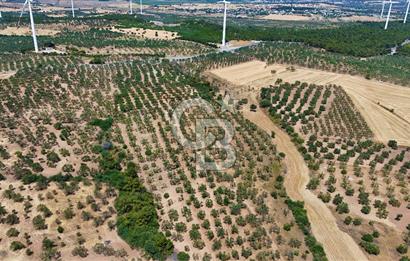Çanakkale Ezine Üvecik Köyünde 8.694 M2 Tarla !