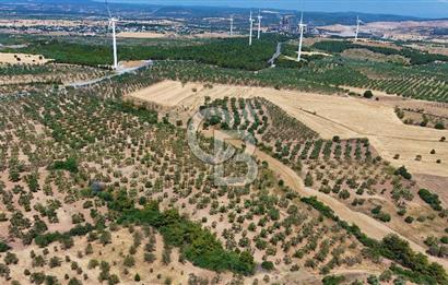 Çanakkale Ezine Üvecik Köyünde 8.694 M2 Tarla !
