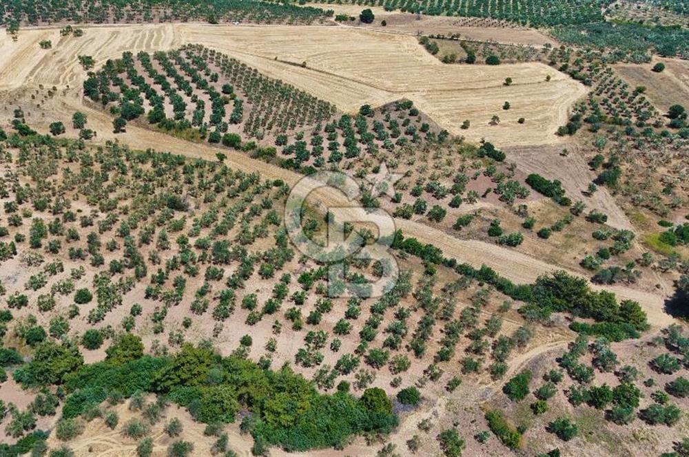 Çanakkale Ezine Üvecik Köyünde 8.694 M2 Tarla !