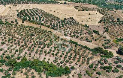 Çanakkale Ezine Üvecik Köyünde 8.694 M2 Tarla !