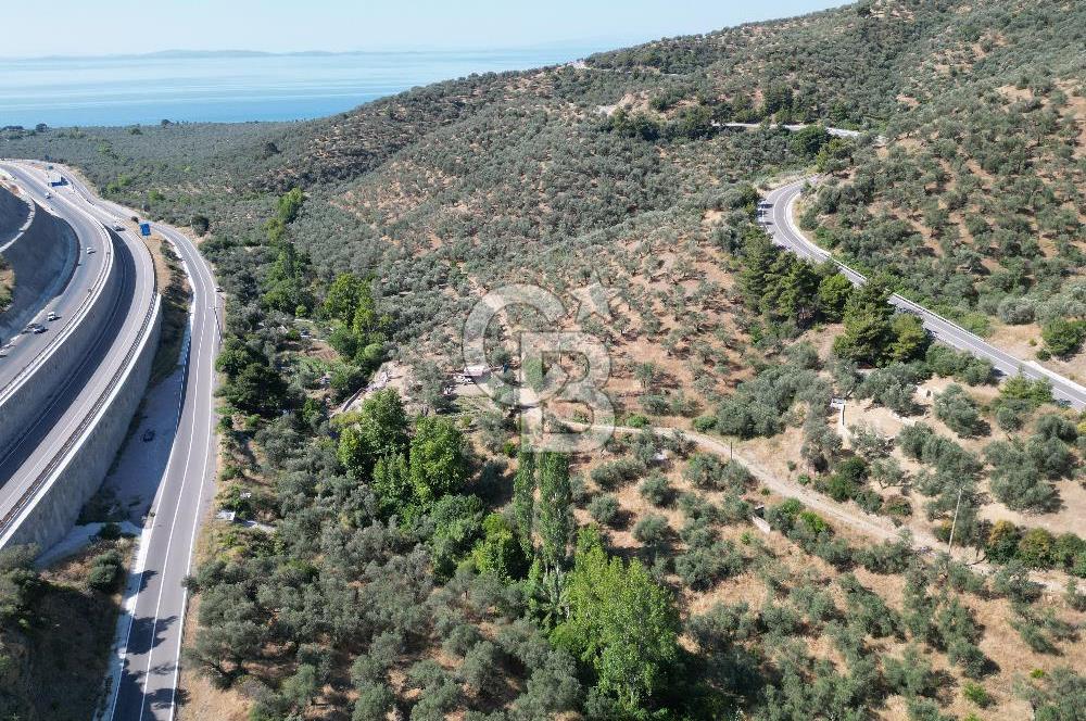 ÇANAKKALE KÜÇÜKKUYUDA SATILIK ZEYTİNLİK