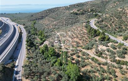 ÇANAKKALE KÜÇÜKKUYUDA SATILIK ZEYTİNLİK