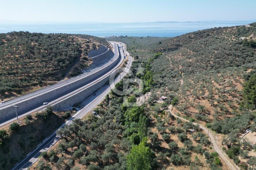 ÇANAKKALE KÜÇÜKKUYUDA SATILIK ZEYTİNLİK