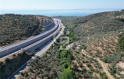 ÇANAKKALE KÜÇÜKKUYUDA SATILIK ZEYTİNLİK