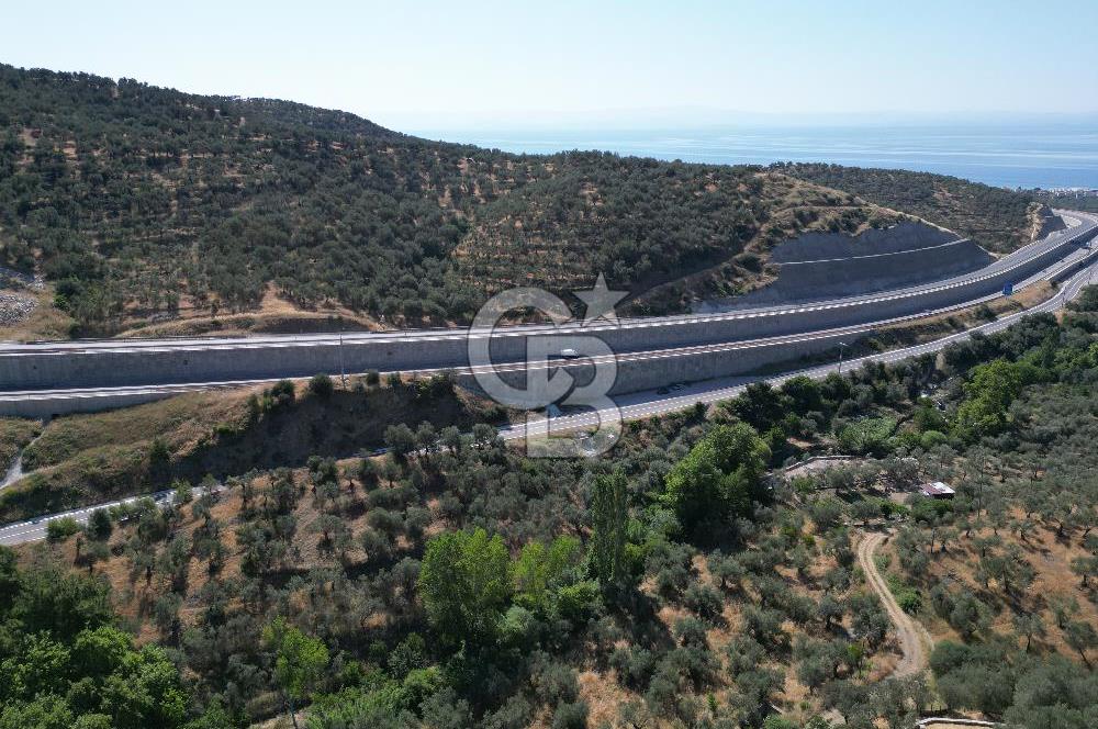 ÇANAKKALE KÜÇÜKKUYUDA SATILIK ZEYTİNLİK