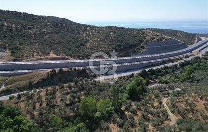 ÇANAKKALE KÜÇÜKKUYUDA SATILIK ZEYTİNLİK