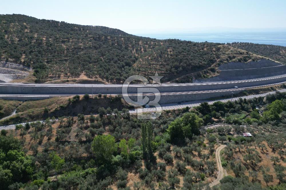 ÇANAKKALE KÜÇÜKKUYUDA SATILIK ZEYTİNLİK