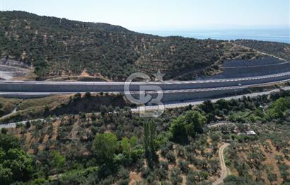 ÇANAKKALE KÜÇÜKKUYUDA SATILIK ZEYTİNLİK