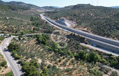 ÇANAKKALE KÜÇÜKKUYUDA SATILIK ZEYTİNLİK