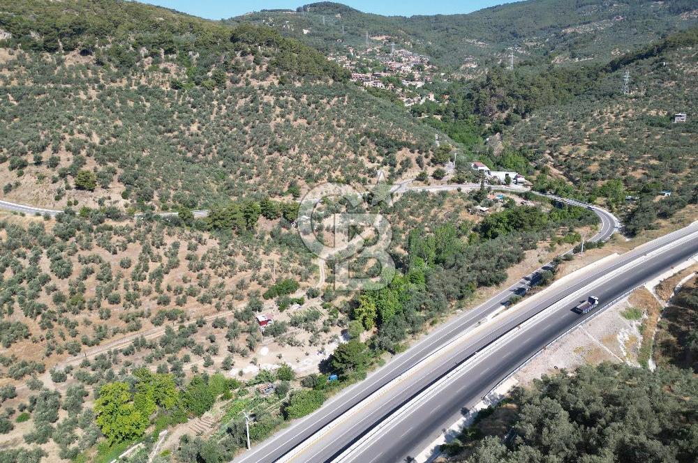 ÇANAKKALE KÜÇÜKKUYUDA SATILIK ZEYTİNLİK