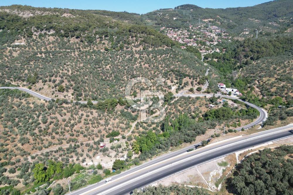 ÇANAKKALE KÜÇÜKKUYUDA SATILIK ZEYTİNLİK