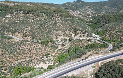 ÇANAKKALE KÜÇÜKKUYUDA SATILIK ZEYTİNLİK