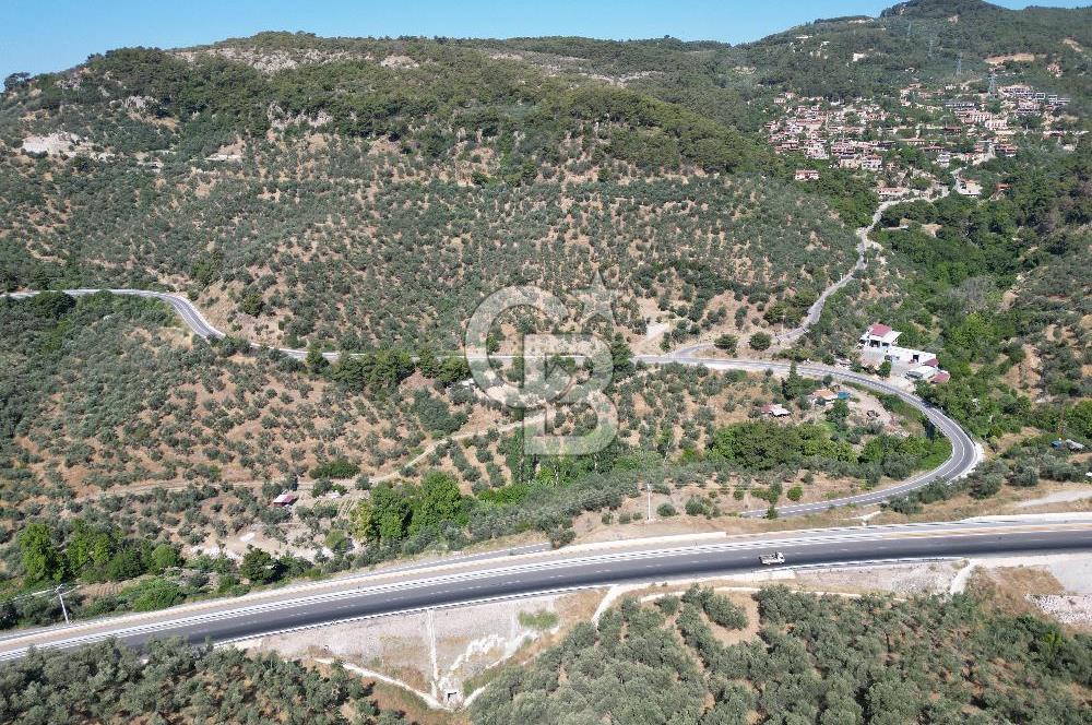 ÇANAKKALE KÜÇÜKKUYUDA SATILIK ZEYTİNLİK