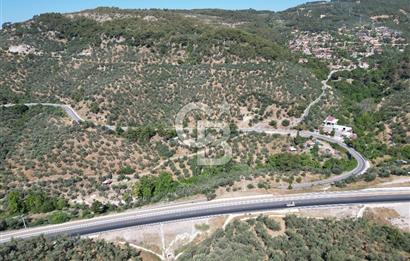 ÇANAKKALE KÜÇÜKKUYUDA SATILIK ZEYTİNLİK