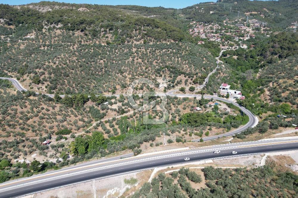 ÇANAKKALE KÜÇÜKKUYUDA SATILIK ZEYTİNLİK