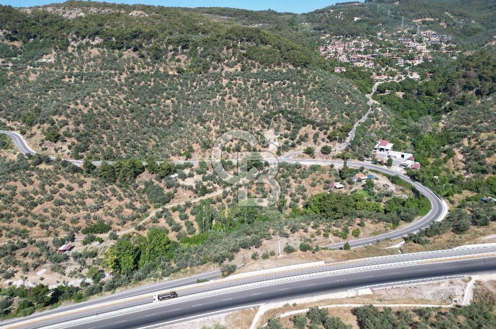 ÇANAKKALE KÜÇÜKKUYUDA SATILIK ZEYTİNLİK