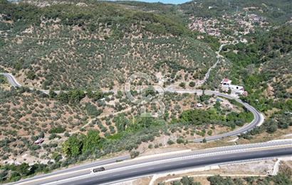 ÇANAKKALE KÜÇÜKKUYUDA SATILIK ZEYTİNLİK