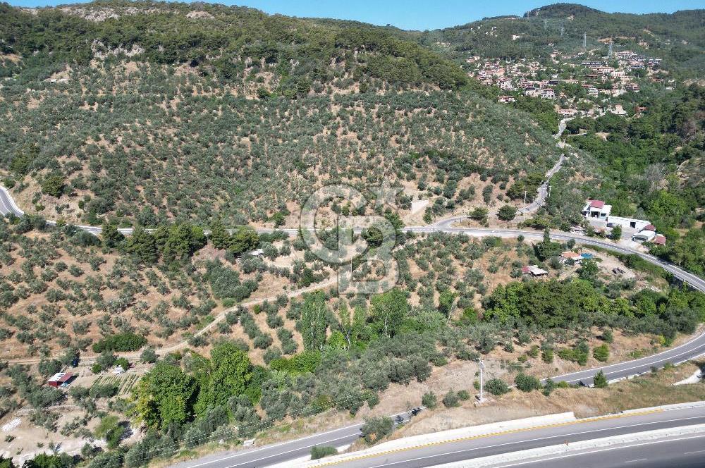 ÇANAKKALE KÜÇÜKKUYUDA SATILIK ZEYTİNLİK